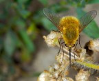Bombylius major Bombylius major