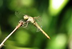 Libellula Libellula