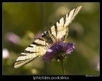 Lady Butterfly... ;)

Oly E1 + Sigma 150