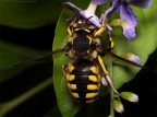Anthidium sp. Anthidium sp.