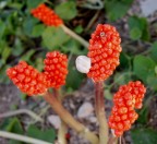 ooooo issaa..... ooooo issaa.....