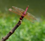 Libellula Rossa Libellula Rossa