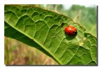 Coccinella Coccinella