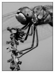::: LIBELLULA ::: ::: LIBELLULA :::