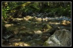 In questo periodo gran caldo un fresco sottobosco con ruscello, a 1200m, penso che vada bene...