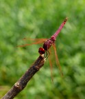 Libellula Rossa in Riposo Libellula Rossa in Riposo
