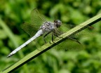 Libellula Blu Libellula Blu