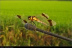 Prima libellula Prima libellula
