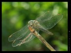 Libellula chiara Libellula chiara