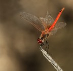 aletta spezzata aletta spezzata