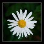 M'ama, non m'ama M'ama, non m'ama