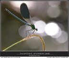 Splendida... in un'atmosfera e luce fiabesca questa calopterix faceva bella mostra della sua livrea iridescente!