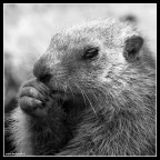 Marmotta pensierosa... Marmotta pensierosa...