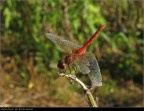 Prima libellula rossa Prima libellula rossa