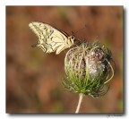 Papilio Macaon Papilio Macaon