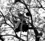 raccolta delle ciliegie raccolta delle ciliegie