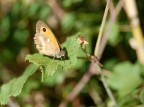 farfallina