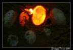 La speratura  un sistema per vedere se l'uovo, in questo caso di tartaruga (Trachemys Scripta),  fertile. Consiste nell'osservare l'uovo contro una fonte di luce intensa, in modo da rivelare la rete di vasi sanguigni che si sta formando! Emoziante  stato vedere l'embrione di appena 30 giorni all'interno muoversi!!!

Suggerimenti e critiche sono sempre ben accetti...