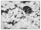::: COCCINELLA :::
