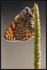 Una Melitaea in controluce Una Melitaea in controluce