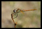 Libellula in posa tipica Libellula in posa tipica