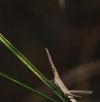 per i miei nuovi amici tellù e giap per i miei nuovi amici tellù e giap