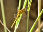 libellula libellula