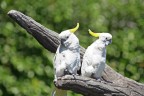 Cacatua dal ciuffo giallo Cacatua dal ciuffo giallo