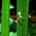 Corsia preferenziale Corsia preferenziale