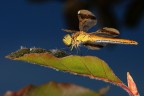 Libellula Libellula