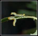 Testa/Coda Testa/Coda