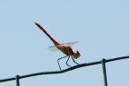 Libellula Libellula