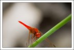Natura 6 Natura 6