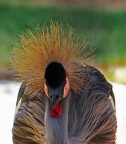 Gru coronata Gru coronata