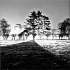 la prospettiva del cane la prospettiva del cane