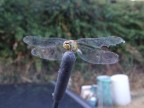 libellula libellula