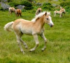 Puledro vivace Puledro vivace