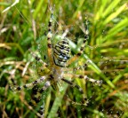 mattina bagnata mattina bagnata