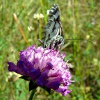 Farfalla02 Farfalla02