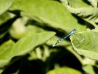 Libellula Libellula