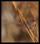 Al Crepuscolo Al Crepuscolo