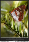 Illuminata III - Limenitis reducta Illuminata III - Limenitis reducta