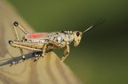 Questo simpatico animaletto  uno dei tanti abitanti del Parco nazionale delle Everglades (Florida) che mi  capitato di incontrare!!!