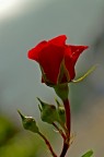 rosa rossa rosa rossa