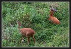 Disinteresse......caprioli.