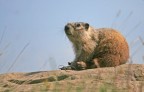 Marmottona Marmottona