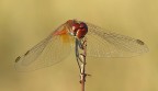 red hot dragonfly