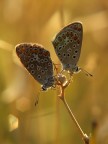 un nuovo fiore