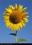 Girasole Girasole