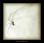 l'aracnide l'aracnide